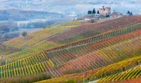 Barolo vineyards in autumn