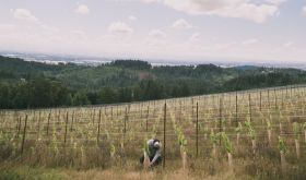WWC22 Hawkins Nieu Vineyard
