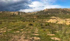 Leary – Retama Desert recently planted vines