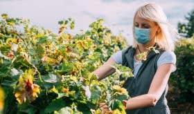 Masked vineyard worker