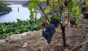 Vineyard within Enonatur project in Chantada, Ribeira Sacra