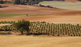 One of the isolated, old Toro vineyards owned by Numanthia