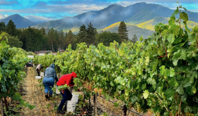 Harvesting Vermentino at Troon Vineyard in Oregon’s Applegate Valley with Grayback Mountain at dawn