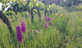 orchids and butterfly in old vine merlot at Chateau Feely organic vineyard in Saussignac, Southwest France