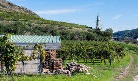 Floor and terraced hillside vineyards in the Wachau Valley, Austria