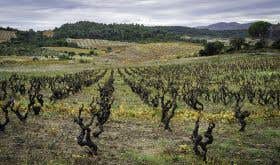 Dom des Schistes - old Roussillon vines in winter