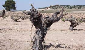 Ungrafted monastrell vines in Jumilla