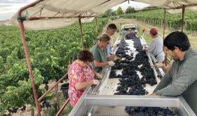 Sorting 2022 grapes at Le Pin.jpg