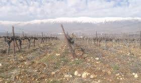 Snow-capped mountains in the western Bekaa Valley with the vineyards of Kherbet Kanafar in the foreground