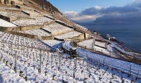Terraced Dézaley vineyards overlooking Lake Geneva