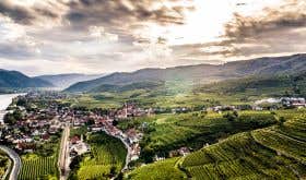 An aerial view of the Wachau's steep vineyards winding along the Danube.