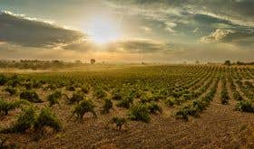 The sun sets over Numanthia's old-vine vineyards in Toro, Spain.