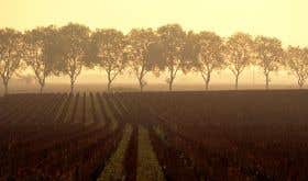 Tall trees bordering vineyards in Burgundy, silhouetted against the sun.