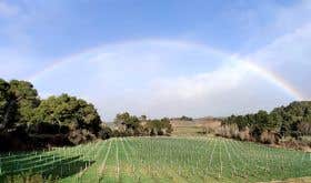 A rainbow arches over the vineyard at Ch Jacques d'Albas in France's Minervois region.