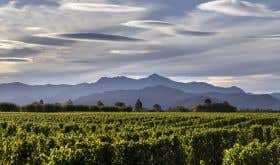 Clouston Vineyard in the central Wairau Plains courtesy Kevin Judd