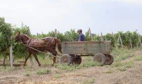 Moldova horse and cart