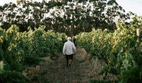 Person walking through vineyard at harvest time.