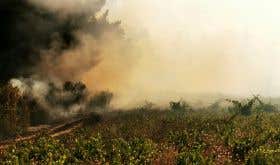 Wildfire smoke obscures the vineyards in Itata, Chile