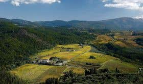 Selvapiana's Bucerchiale vineyard