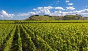 Omahu vineyard in Gimblett Gravels Jan 2023