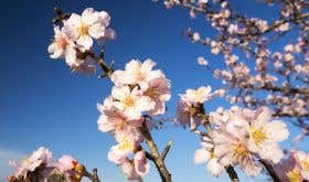 gettyimages-651572840-almond-blossom