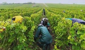 People picking grapes in a vineyard in Sancerre