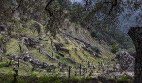 pormenor-vineyard-pombal-ansiaes-the-douro-superior