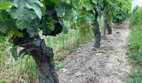 A Row of old vine (around 70 years) Cabernet Franc at Jean Faure just after flowering