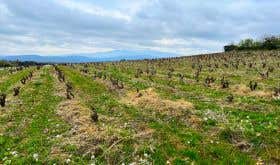 Roussillon - Treloar old-vine vineyards