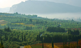 The high-elevation vineyards of Gaia in Greece's Nemea region