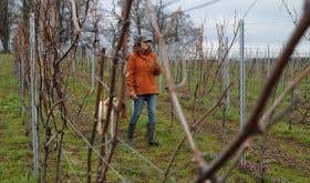 Zoë Evans and her dog Hux tending to the vines at Rowton Vineyard