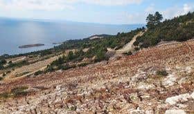 Steep stony hillside vineyards of Dingač
