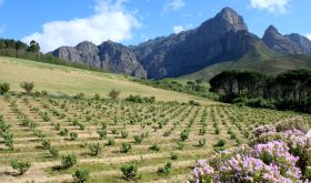 Die Ou Bosstok vines at L'Ormarins wine estate in Franschoek