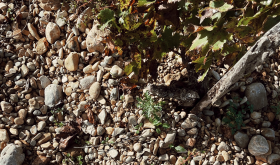 The stony soils at the base of the vines at Château Fonsalette