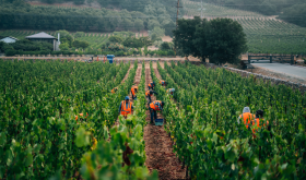 Harvesters in orange safety vests harvesting grapes at Rudd Estate