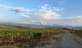 Vineyards in Montalcino's south towards Monte Amiata