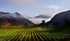 Bien Nacido vineyard in morning fog