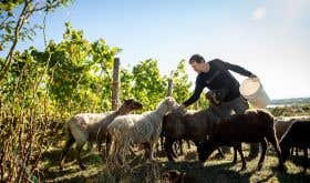 Cristom Vineyards Andi Zorzi Assistant Winemaker Tending to our Flock of Sheep on our Estate; Credit John Valls