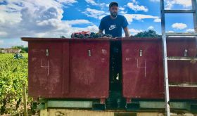2022 harvest of healthy Pinot Noir grapes in Gevrey-Chambertin