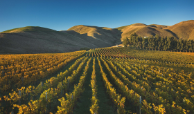 Giesen's Clayvin Vineyard in New Zealand