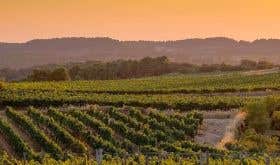 Cervoles vineyard at sunset