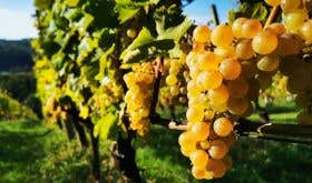 A bunch of ripe Furmint grapes on the vine - credit Liam Cabot