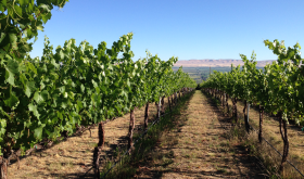 Roskamp vineyard in Yakima, Washington State