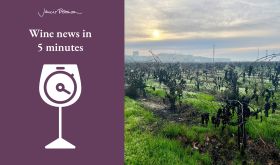 Unharvested old vine zinfandel next door to importing winery by Stuart Spencer