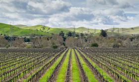 Livermore vineyard