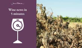 Wine news logo and photo of uprooted vines in field