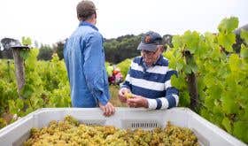 Brian Croser checks the freshly harvested grapes in the 2024 harvest
