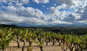 Old vines in Las Beatis Vineyard in Rioja Alavesa