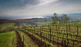 Neusiedlersee vineyards in Gols