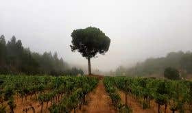 Ode Touriga vineyard